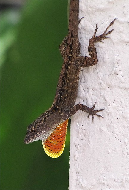 Gecko in Tampa, FL