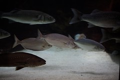 Fluviário de Mora (Mora River Aquarium)