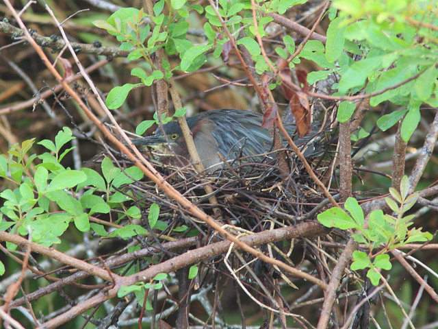 Green Heron culvert nest female incubating 20120422