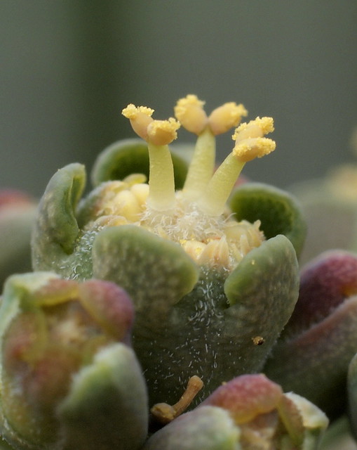Euphorbia obesa (mnnliche Blte) ♂