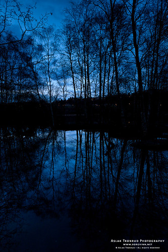 Reflecting trees at dusk by aslakt