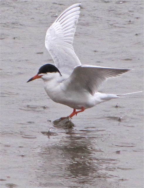 Forster's Tern at White Oak Park in Bloomington, IL 01