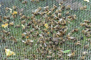Natürlicher Totenfall im Bienenvolk während des Winters