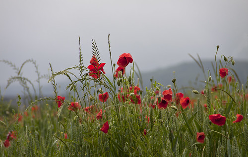 regenmohn - poppies in the rain by glasseyes view