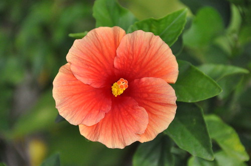 hibiscus by franbanks1