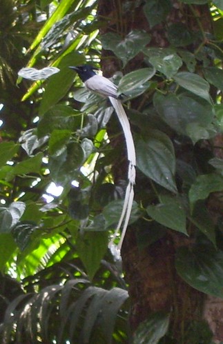 White bird with long tail and Black head