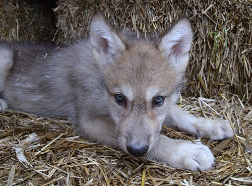 2012-05-25 Wolf puppy madness 2 148 by puckster55pics