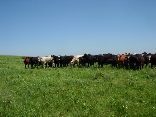 Cattle on the Prairie