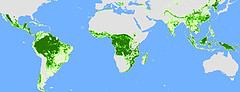 2000年森林覆蓋面積( WWF / IAASA)