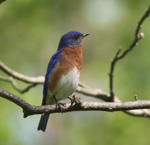 Eastern Bluebird    (Sialia sialis)