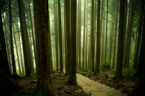 Forests of Alishan 2