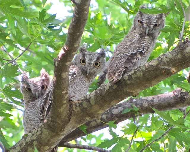 Group Shots of the Eastern Screech-owlets in Livingston County, IL