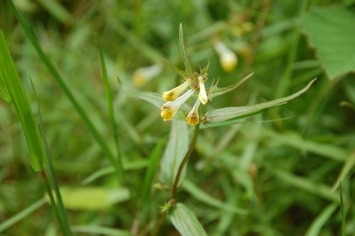 small wild flower - common cow wheat