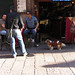 Dogs Of Bologna Italy 52