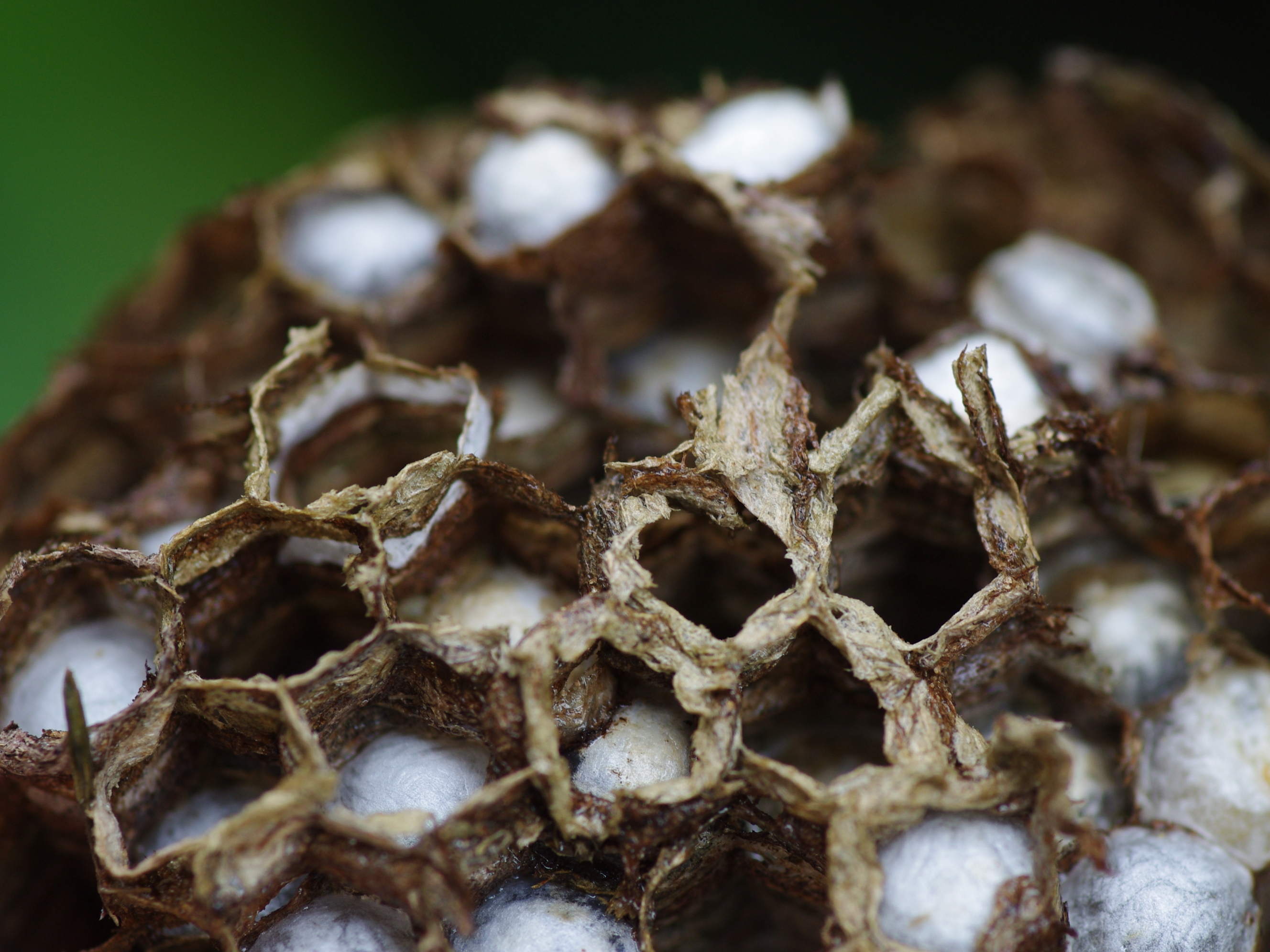  圖四：褐長腳蜂蜂巢，外表可見許多六角形開口。