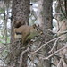American Red Squirrel (Eagle River Nature Center)