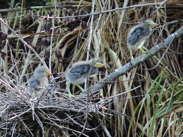 Green Heron chicks approach female parent2 Nest 4HT 20120422