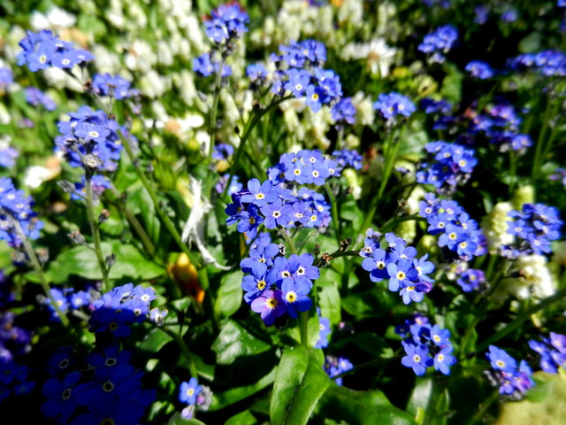 Forget-me-not_2