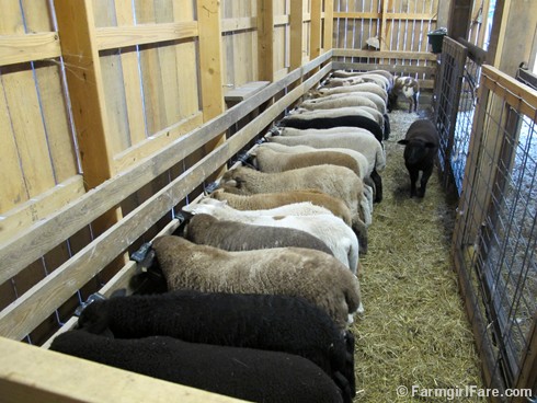 5-11-12 Friday Farm Fix #9 (1) lambs in the creep feeder - FarmgirlFare.com