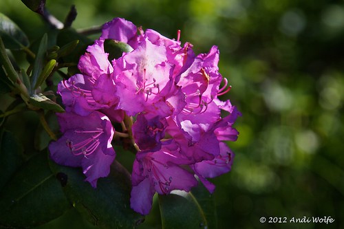 Rhododendron by andiwolfe
