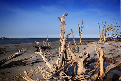 Driftwood Beach by erickpineda527