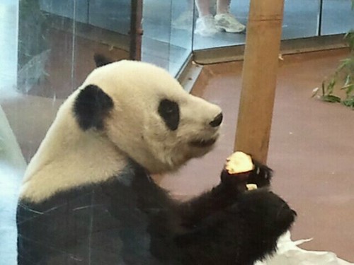 we went to Memphis to see the pandas