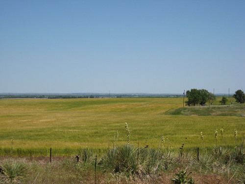 Wheat in North Platte, NE on 6/5