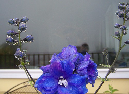 june 2018 Wet blue flower