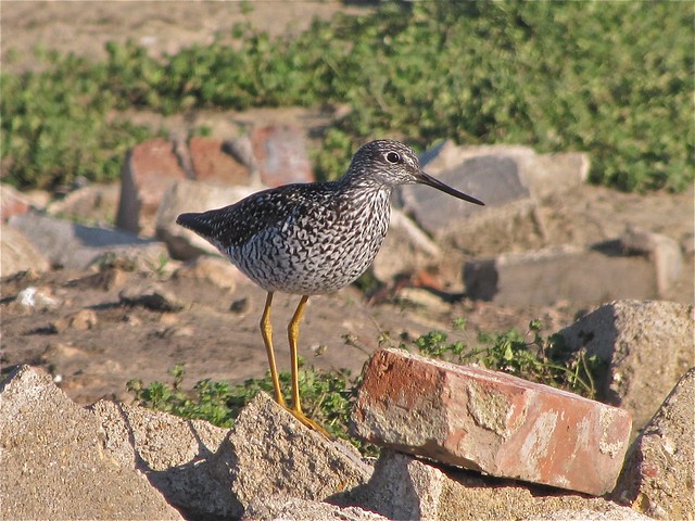 Yellowlegs at Gridley Wastewater Treatment Ponds 01