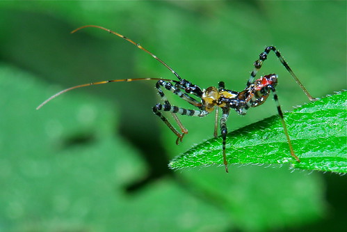 Assassin Bug Nymph (Velinus annulatus, Reduviidae)