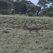 Ngorongoro Conservation Area impressions - IMG_4886