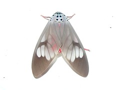 Tiger Moth (Amerila astreus) (x2)