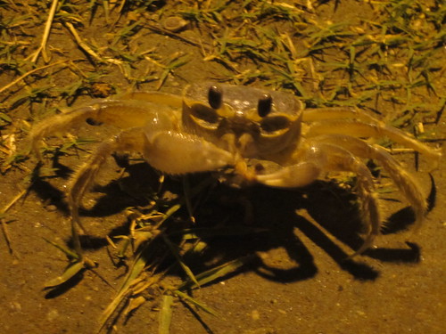 A sand crab