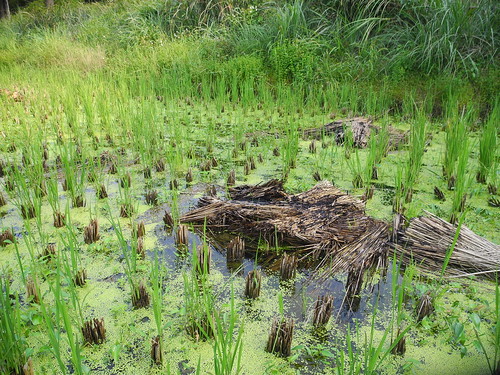 收割後的水稻田，水生植物小穀精草散落其中，間中疏落放置燒過的稻草用以抑制草生速度，這些將為土地儲存肥力。廖靜蕙 攝