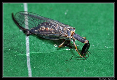 Rhaphidioptera/Rhaphidiidae