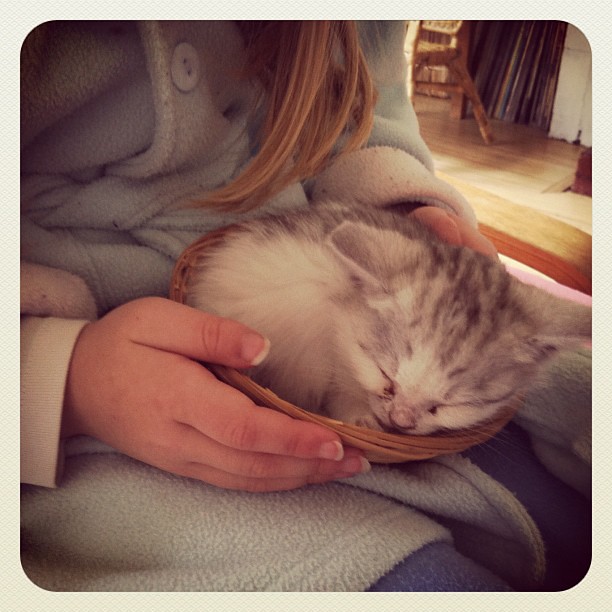 Tiny kitten in a tiny basket.. #kitten #love #tiny #mew