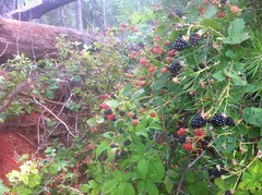  Blackberries 