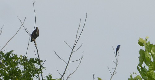 Green Heron and Blue Grosbeak