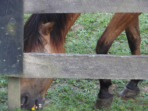 horse and fence (2)