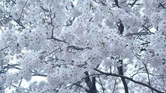 Jinhae Cherry Blossom