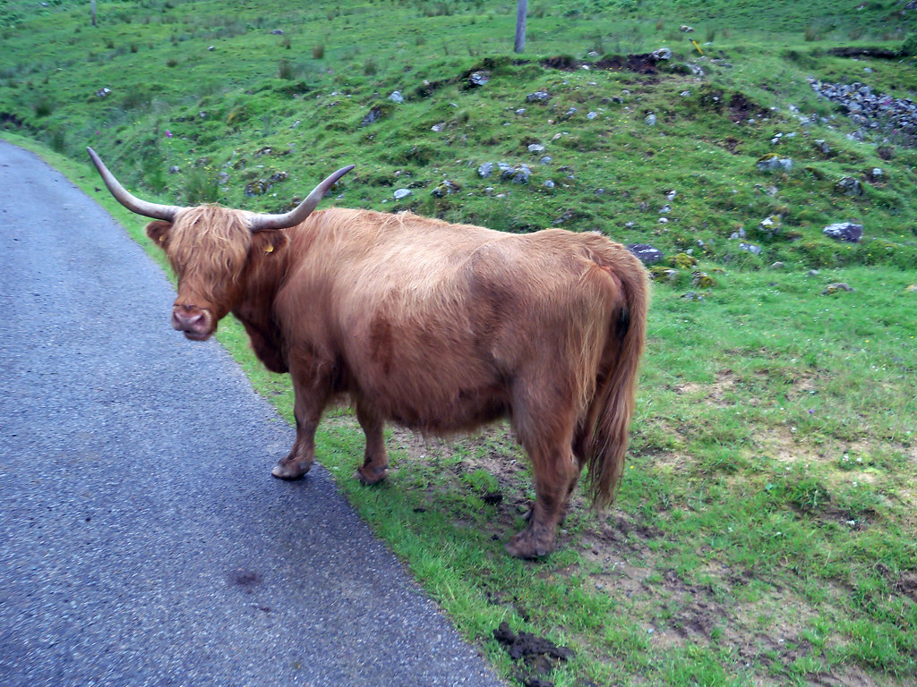 Highland cattle Glen Fyne