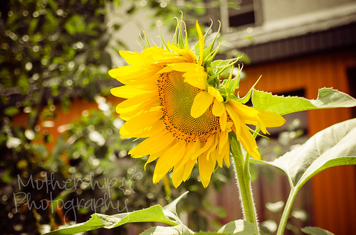 Sunny flower