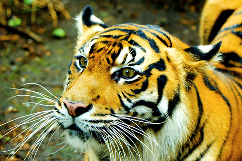 Female Sumatran Tiger, Mannis of Ueno Zoo / スマトラトラのマニス♀（上野動物園）