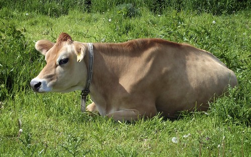 Bruine koe ligt in de wei