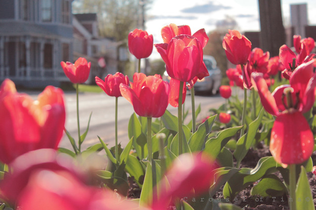 Tulipanes en la ciudad