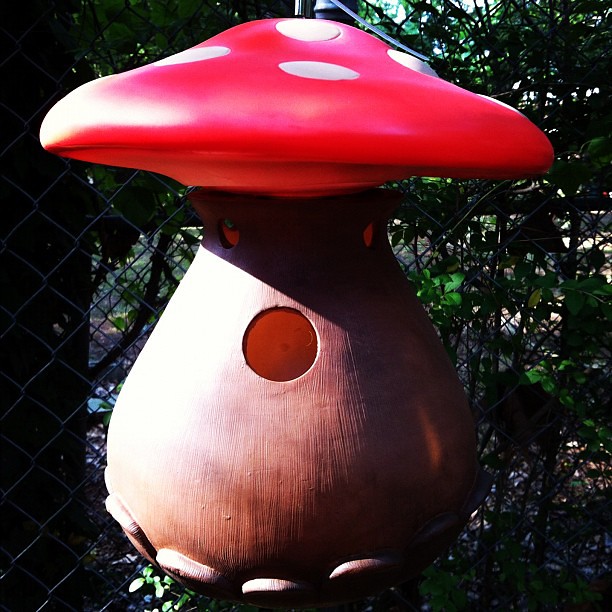 Yay. My mushroom bird house.