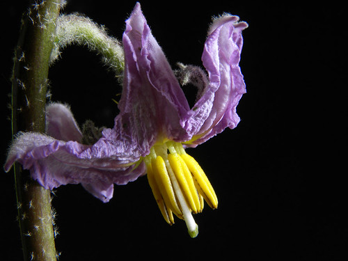 Solanum melongena 1