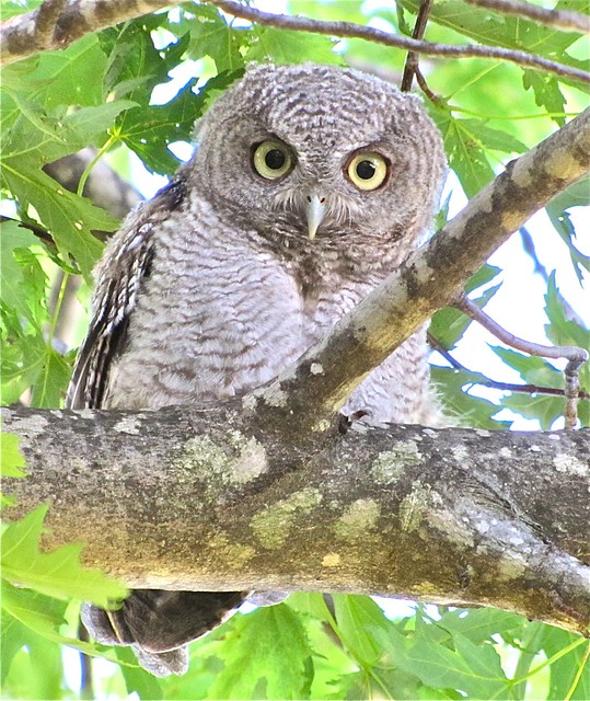 Individual Shots of the Eastern Screech-owlets in Livingston County, IL