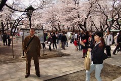 Japanese Cherry Blossom (Hanami) Festivals