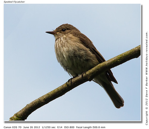 IMG_4368 Spotted Flycatcher by Just Daves Photos